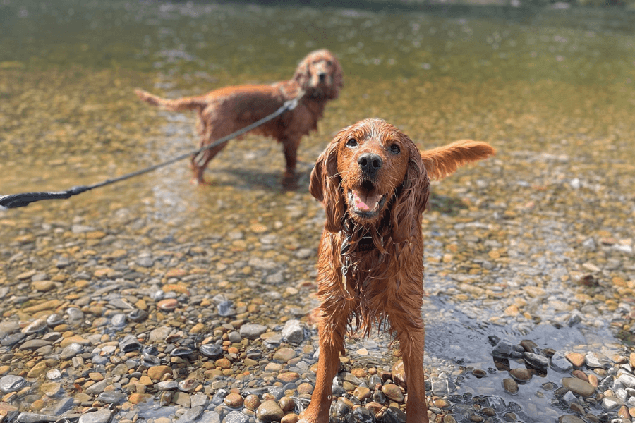 Paws for a Hydration Break With Your Pooch