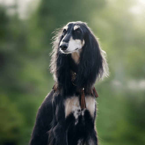 Saluki Dog Breed Guide: Care, training and fun facts