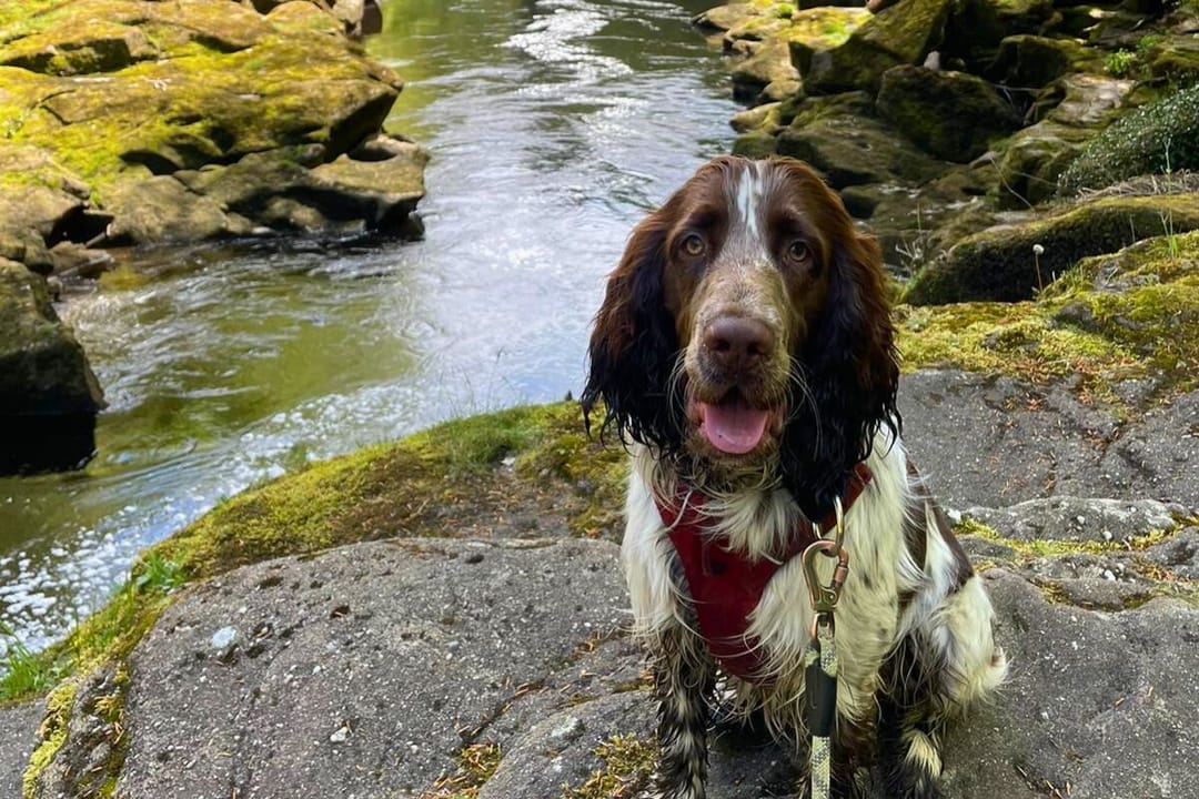 Doggy member Derry, the English Springer Spaniel, enjoying a hike along the river