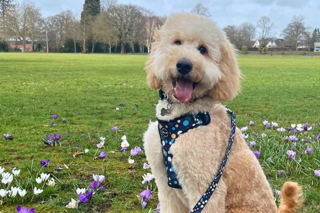 Doggy member Kenny, the Goldendoodle, enjoying a spring walk at the local green