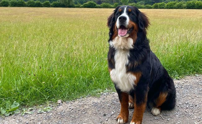 Doggy member Barley, the Bernese Mountain Dog sitting happily