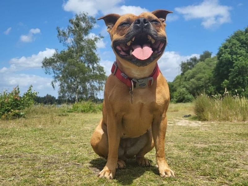 A happy, golden Staffie sitting in a meadow on a lovely summer's day