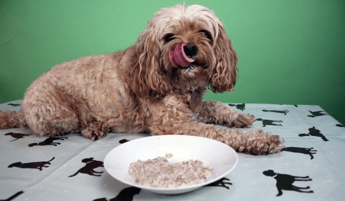 A cute, fluffy pooch lies on a table next to a bowl of Rice Pudding.