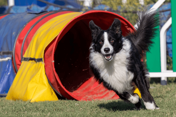 Dog playing with agility equipment
