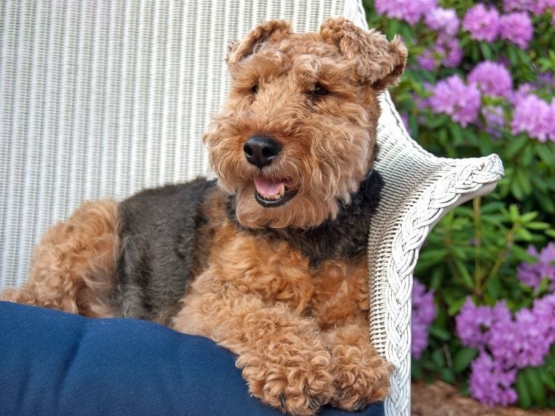 A lovely Welsh Terrier lying on a wicker garden chair in front of a shrub filled with purple flowers