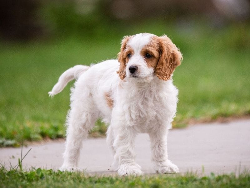 A Cavachon puppy standing on a path in a garden