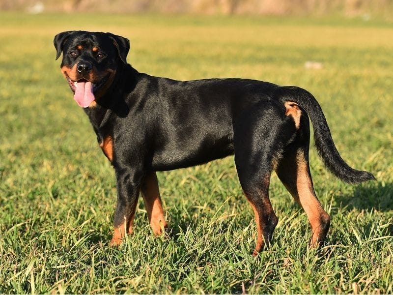 A black and tan Rottweiler standing in the middle of a green field on summers day
