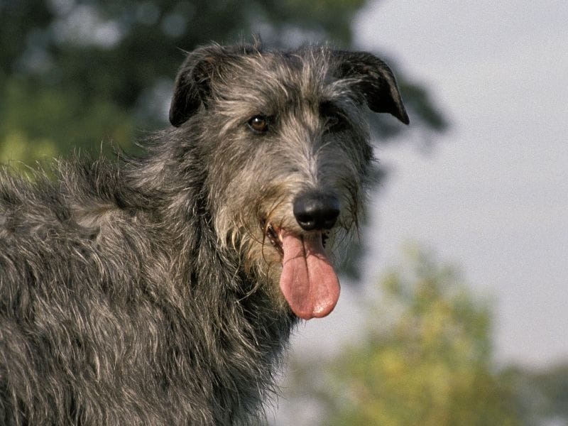 A happy, grey, shaggy dog smiling with their tongue out