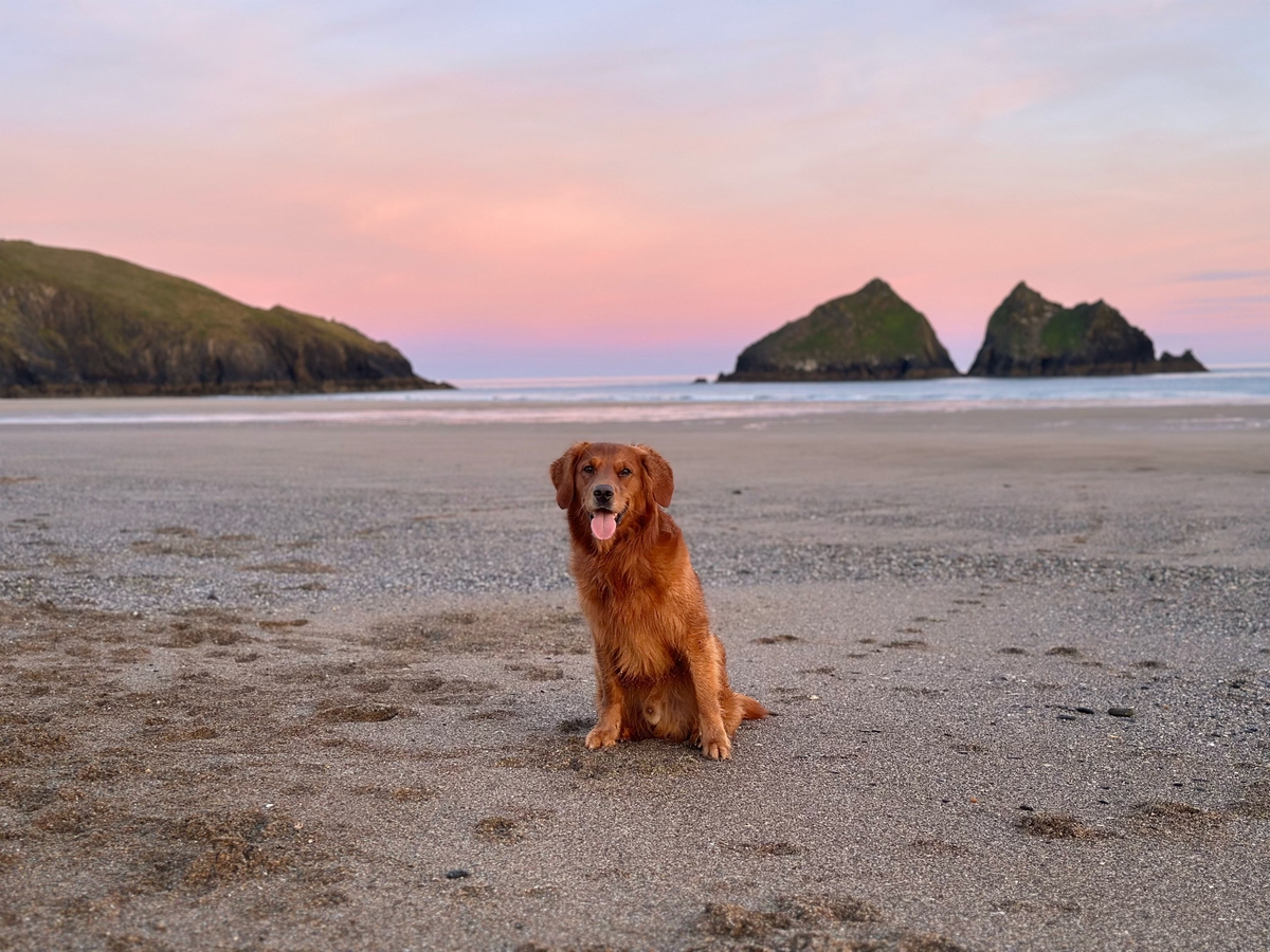 Digby on Holywell Bay Beach