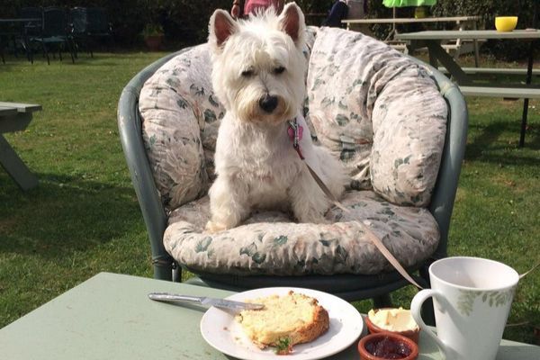 Lola the West Highland Terrier sat on a cosy chair in the outside seating area of a cafe.