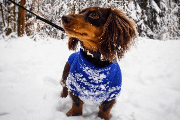 Lotte - Dachshund (Miniature) wearing a cosy coat in the snow