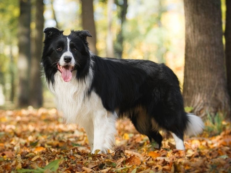 Border Collie breed guide: Care, training, and fun facts