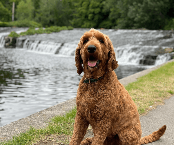 Tommy on a walk