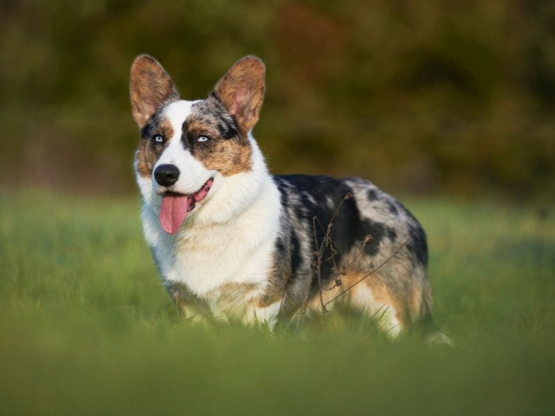 A tri-colour, stocky Cardigan Welsh Corgi stands happily in the field on a cool summer's afternoon
