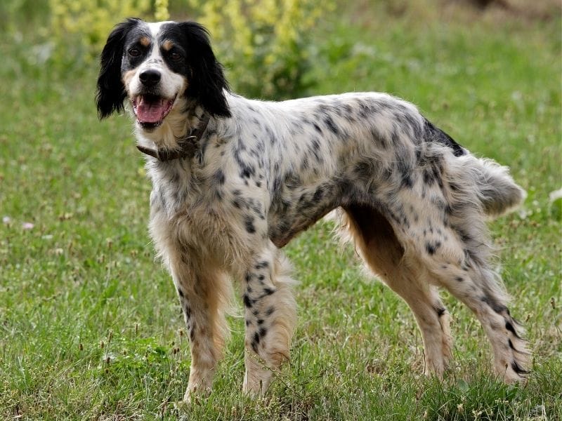 A young English Setter standing happily in the meadow enjoying the breeze after a long walk