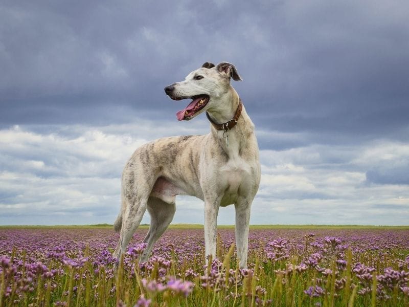 A happy, grey Lurcher standing in a meadow with a dark cloudy sky above