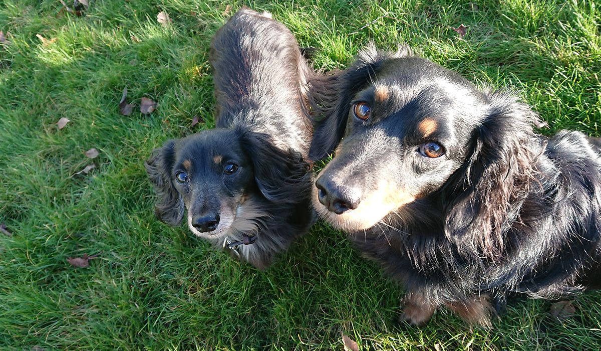 Tommy and Biggins, gorgeous mini Dachshunds with long glossy coats, stand on grass looking up.