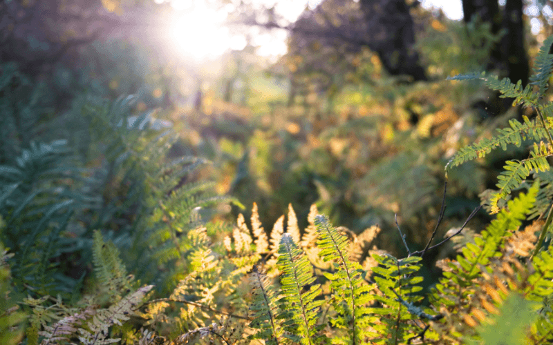 Mugdock Country Park in Glasgow, by Ian McDonald