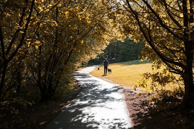 Man walks a dog in Endcliffe Park - Photo by Benjamin Elliott on Unsplash
