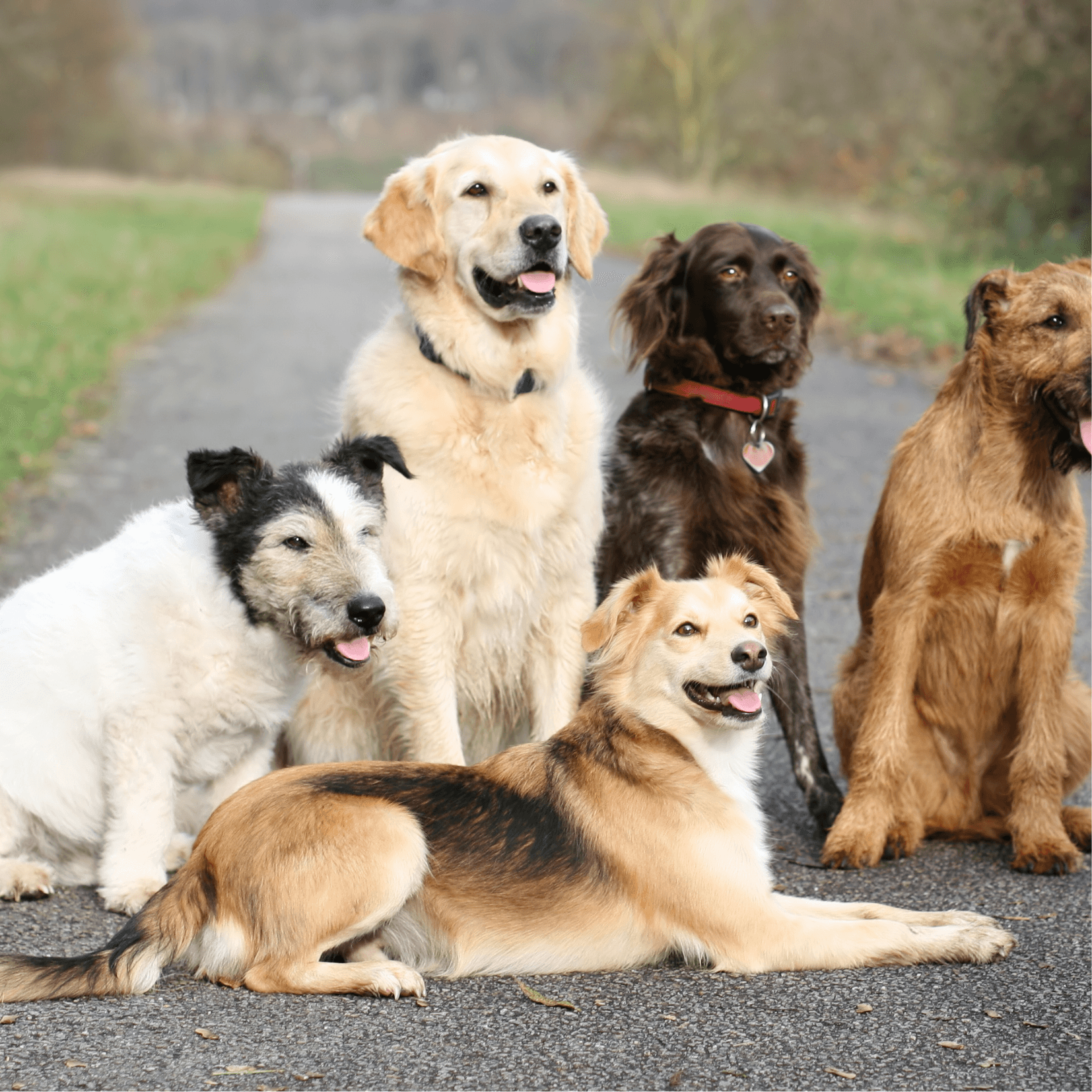 Dog breed guide
