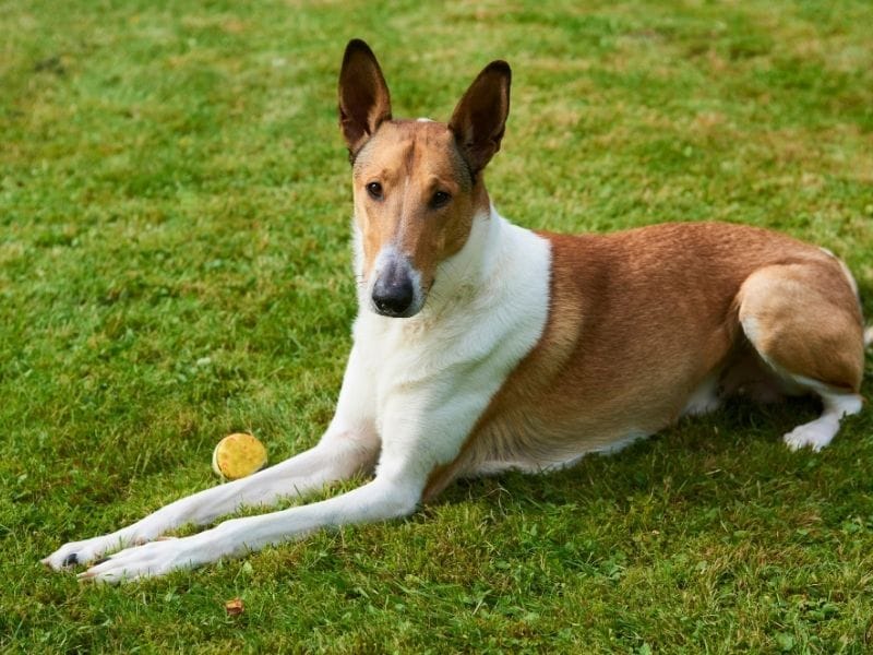 A tan and white Smooth Collie lies in the grass next to their ball after a fun game of fetch