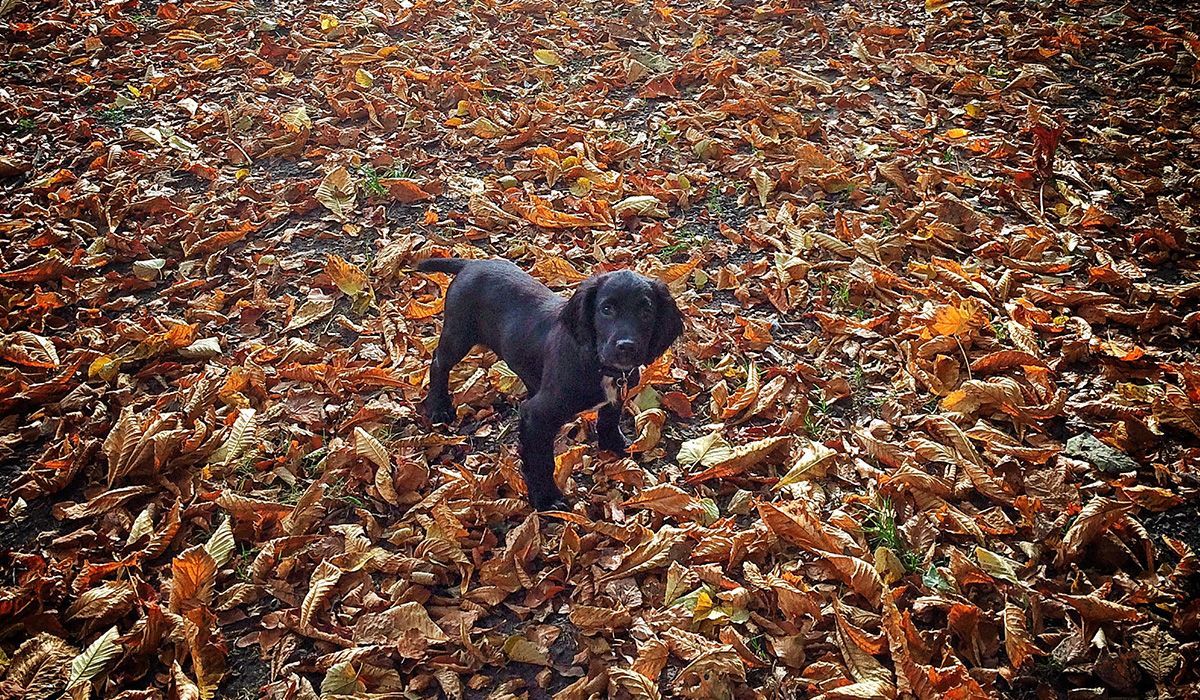 Hugo, the sprocker spaniel