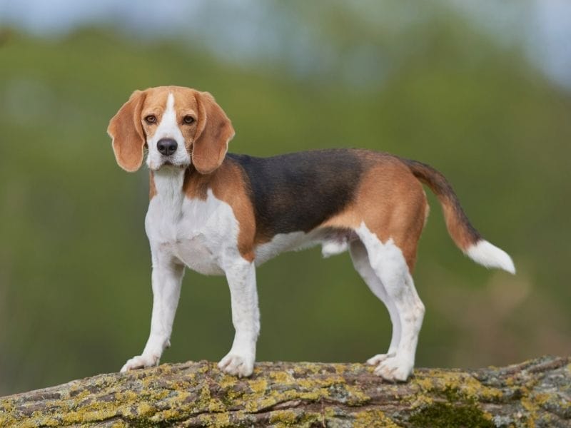 A young male Beagle standing on a fallen tree exploring