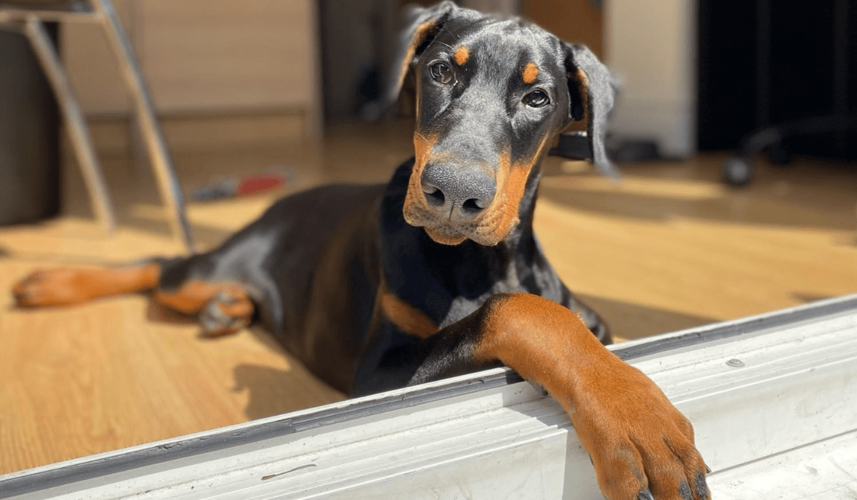 An inquisitive Dobermann in dog friendly accommodation