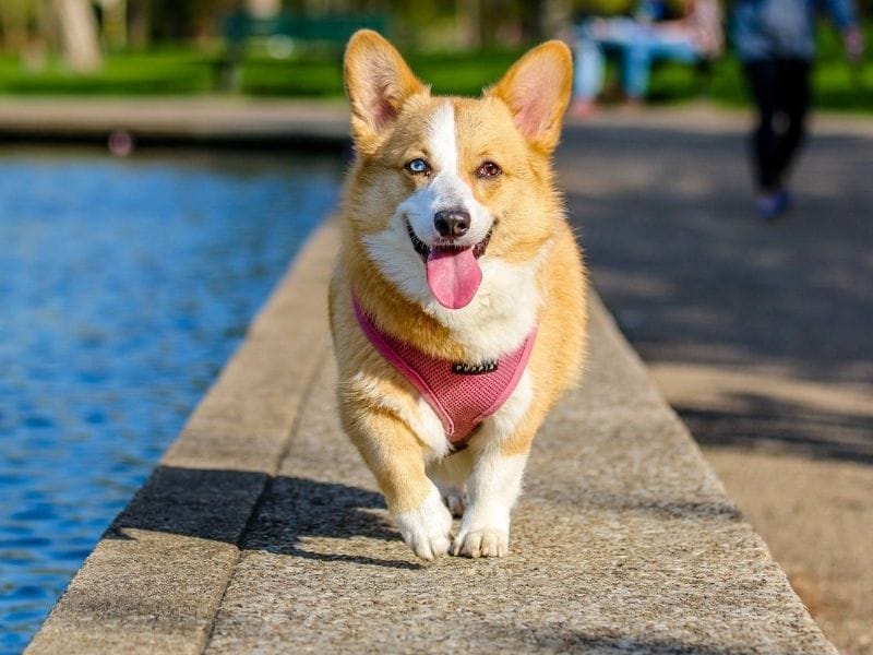 A white and golden Corgi with one blue eye and one hazel eye
