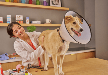 Veterinary Practices