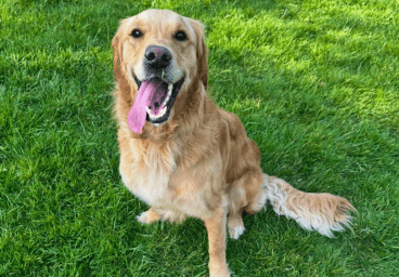 Dogs of BorrowMyDoggy