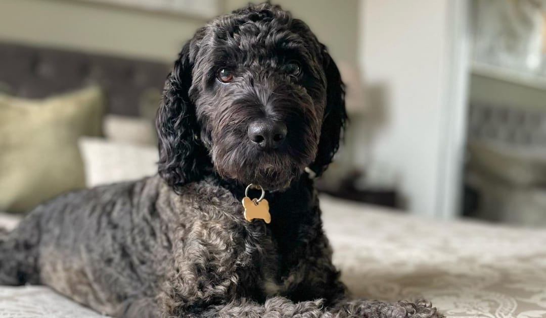 Doggy member Buddy, the Cockapoo, lying on his owner's bed staring softly at the camera