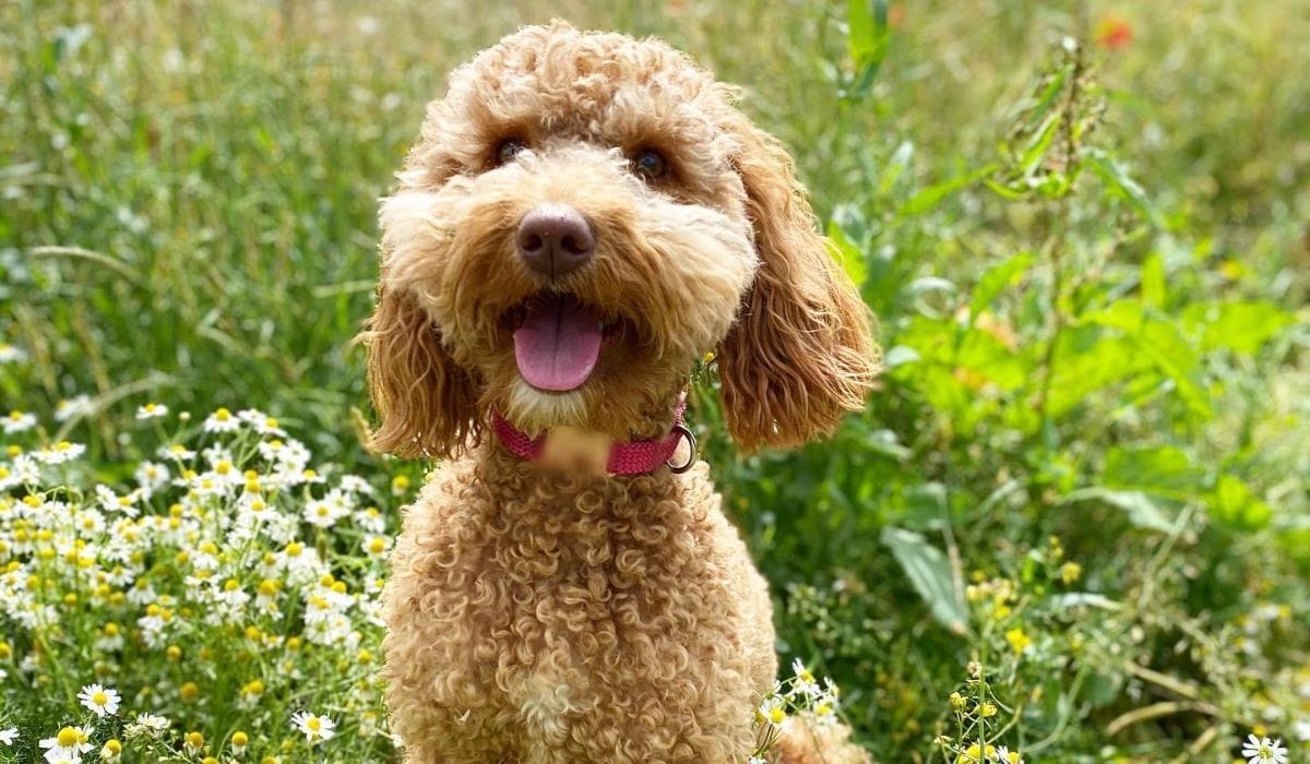 Most Popular Dog Names UK - Top 300