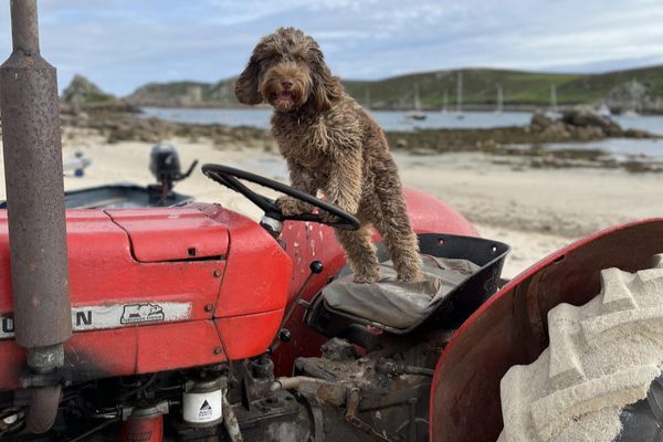 Bailey the Cockapoo standing in the drivers seat