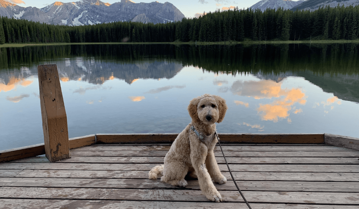 A gorgeous, medium sized, doodle dog is sitting on a wooden deck with a glassy lake behind.