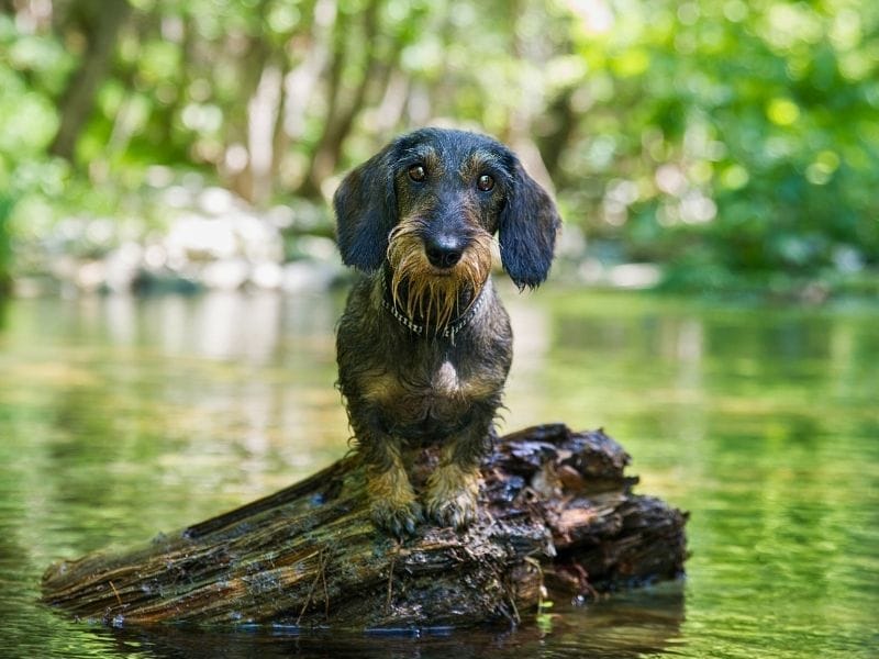 A Wire Haired Dachshund stands on a chunky log in a still river