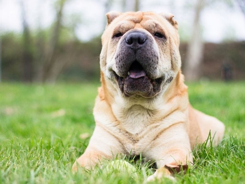 Shar Pei Dog Breed Guide: Care, training and fun facts