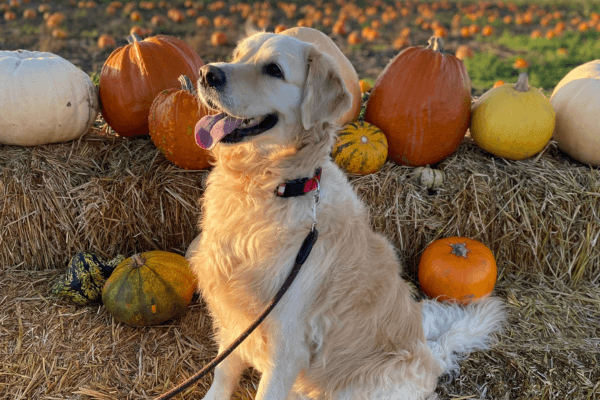 A beautiful golden retriever amid pumpkins