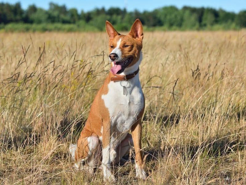 A red and white Basenji sits happily in the long grass on a summer's day