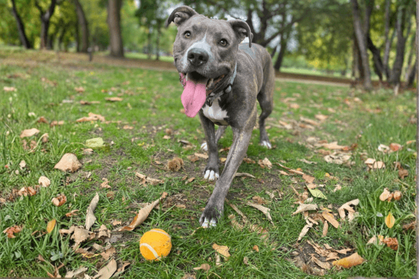 Coco the Staffordshire Bull Terrier