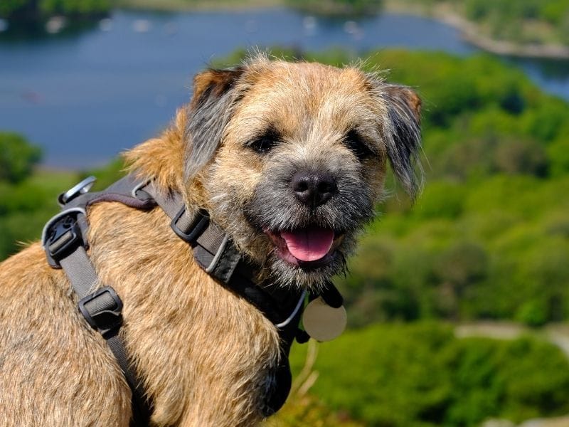 Border Terrier looking to camera