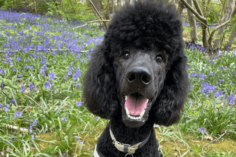 A Happy Poodle Mix on a Bluebell Walk