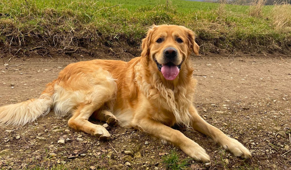 Doggy member Barney, the Golden Retriever, lying down on a muddy track