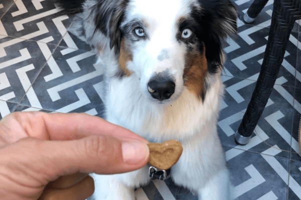 Easter Eggs for Dogs