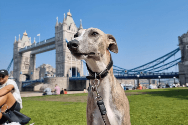 Pet shops in London