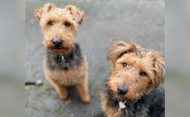 Doggy members Rocky and Mabel, the Welsh Terriers both sat looking intently