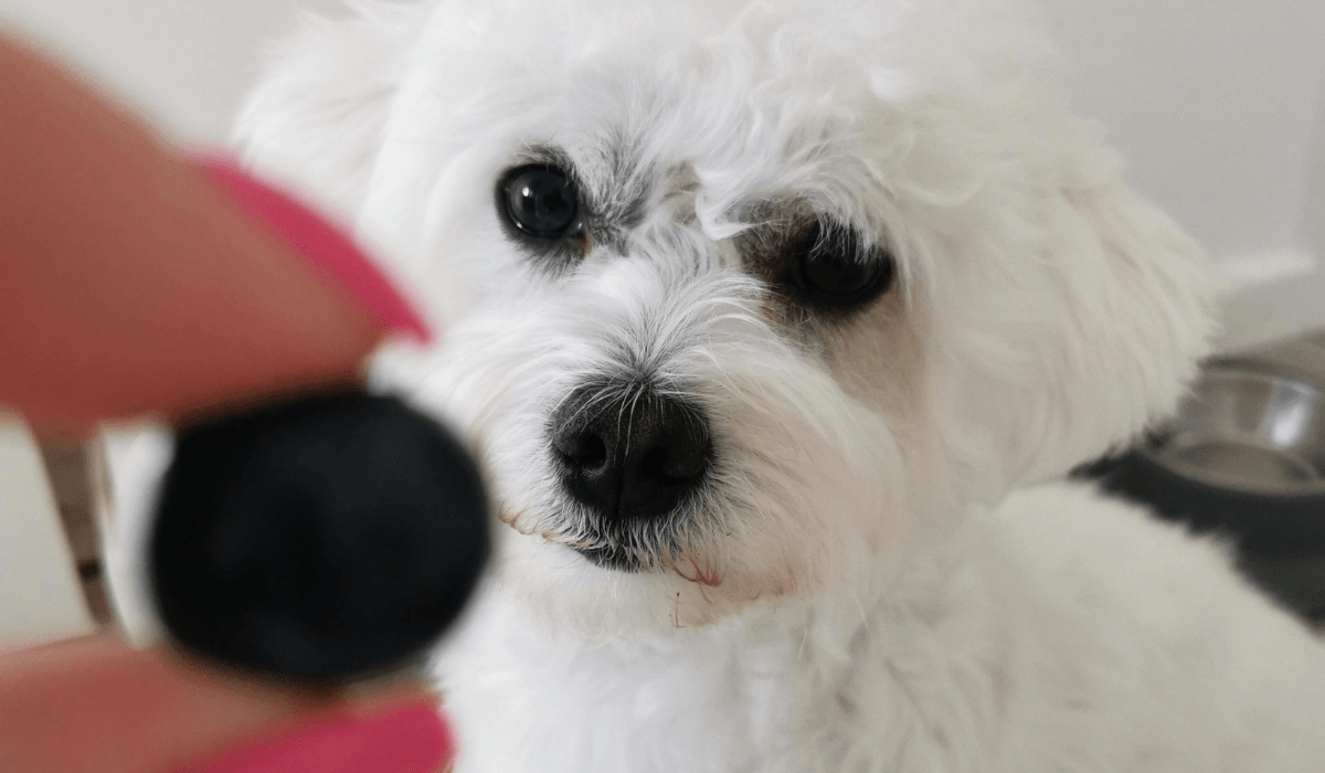 A cute, white fluffy dog is sat patiently focused on the blueberry their human is holding out.