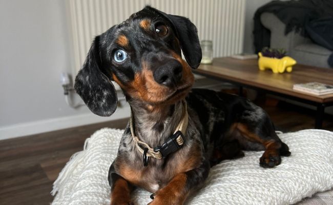 Doggy member Elvis, the Miniature Dachshund lying on a blanket