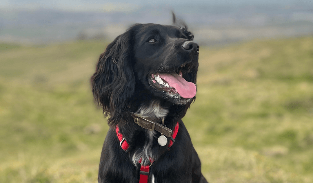 A happy, black Spaniel is sitting in a grassy field after a long walk.