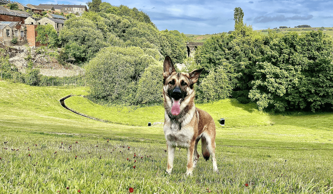 A beautiful German Shepherd Dog stands on the hill waiting patiently